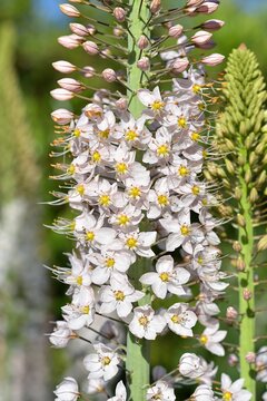 The Foxtail Lily Eremurus Robustus