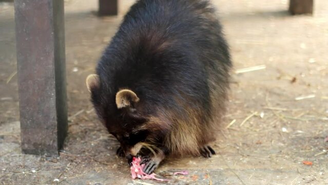 A hungry raccoon eats a chicken head