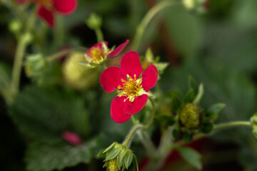 Close up of red strawberry flower