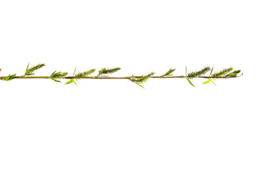 tree branch with young green leaves isolated on white background