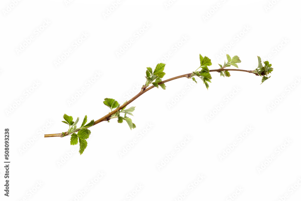 Poster tree branch with young green leaves isolated on white background