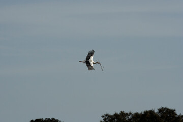 Stork in flight with a branch in its beak