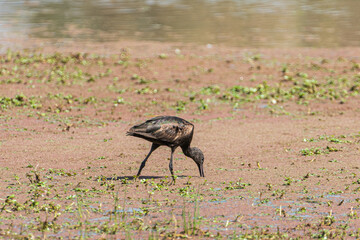 Obraz na płótnie Canvas Glossy ibis