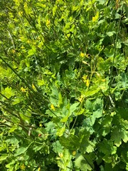 green leaves background