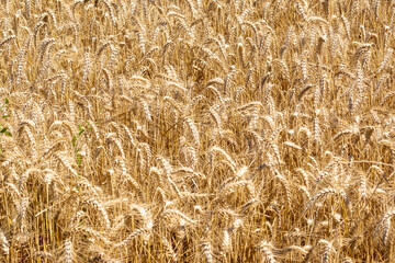 A wheat field in the Tuscan countryside illuminated by the morning light
