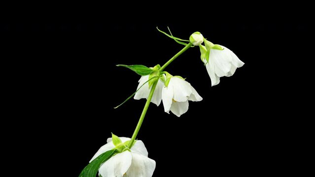 Jasmine White Flowers Open in Time Lapse on a Black Background and Wilt Soon After Bloom