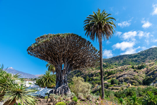 Drago Milenario in Icod de los Vinos town. It is the oldest, around a thousend years old, and largest living specimen of Dracaena draco, or dragon tree, in Parque del Drago. It is one of the symbols o
