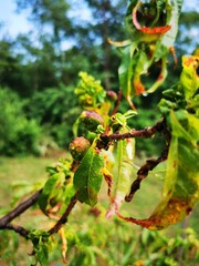 Rosy apple aphid (Dysaphis Plantaginea). Agricultural pest. Infected apple tree. Plant disease,...