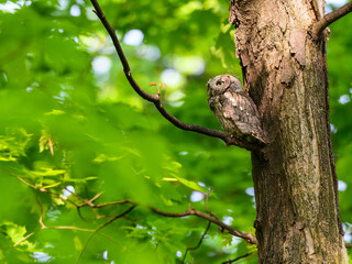 Eastern Screech Owl sitting on tree branch in spring, portrait