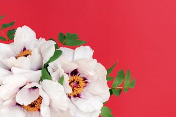 Fototapeta na wymiar Soft focus Close up of a bouquet of beautiful white peonies in female hands on a red background. Top view. Mother's day and women's holiday concept. Copy space.