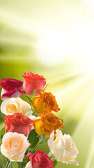 image of red roses flowers closeup