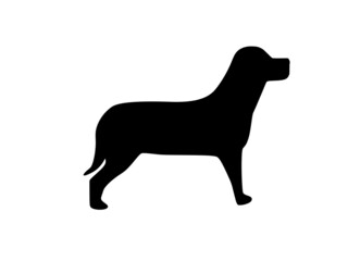 Chien