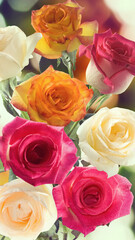 image of red and white roses flowers closeup