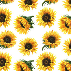 watercolor summer flowers – sunflowers, botanical illustration