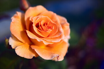 Rose flowers red and white