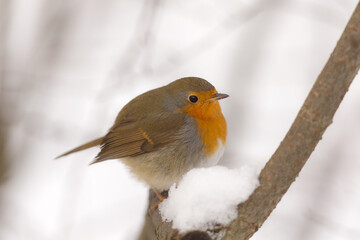 portrait of a robin