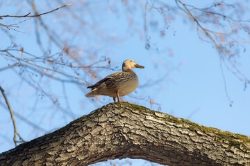 duck on a tree