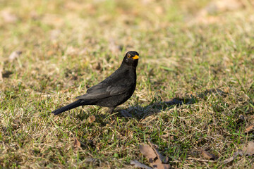 blackbird on green grass in spring
