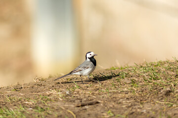 wagtail on the ground