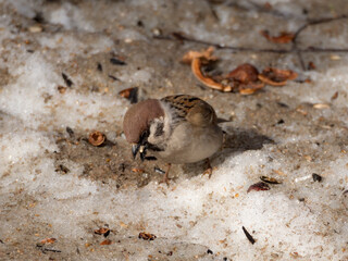 sparrow on the melting snow