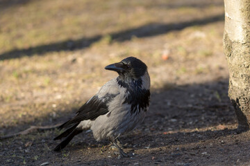 portrait of a crow