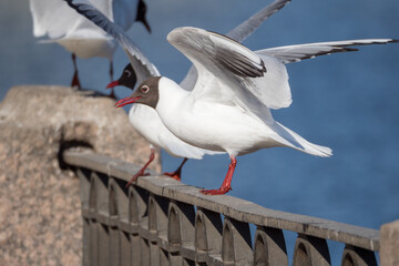flock of seagulls closeup