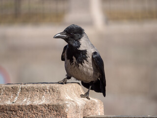 portrait of a gray crow