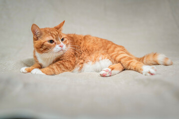 Portrait of a beautiful elderly ginger cat in a home studio.