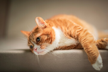Portrait of a beautiful elderly ginger cat in a home studio.