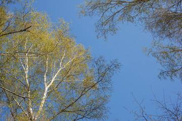 Obraz premium Blue clear sky in the spring in the forest through the crowns, dressed in foliage, trees. Selective focus.