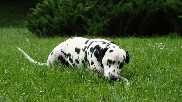 Dalmatian chews and bites a stick on the street on a background of green grass on a sunny day. Satisfying the instinctive needs of the dog.