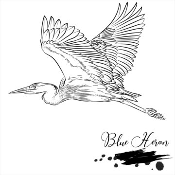 Blue heron, realistic bird sketch, vector illustration