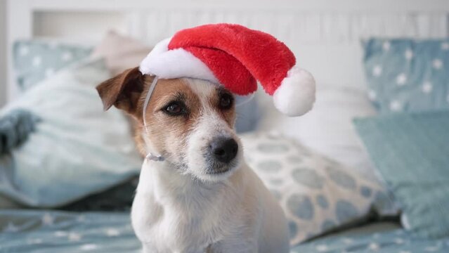 a small beautiful dog jack russell sits on a bed with a red santa claus hat dressed on his head on a bed with a plaid in a cozy modern room. Close up , slow motion . Christmas concept