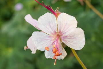 Blooming geranium macrorrhizum with closeup of blossom, also known as bigroot geranium, Bulgarian geranium, and rock crane's-bill.