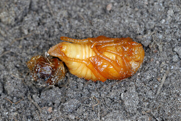 Summer Chafer, European June Beetle (Amphimallon solstitiale), pupa.