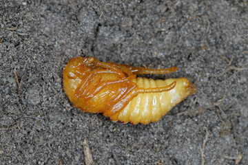 Summer Chafer, European June Beetle (Amphimallon solstitiale), pupa.