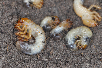 The larvae of the May beetle Common Cockchafer or May Bug (Melolontha melolontha). Grubs are...