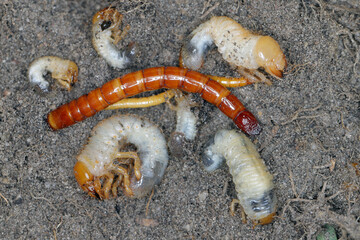 Wireworms and grubs - common pests of various plants that eat roots in soil.