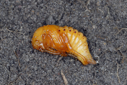 Summer Chafer, European June Beetle (Amphimallon solstitiale), pupa.