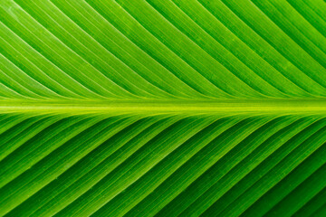 Close up leave of a banana plant, banana leaf