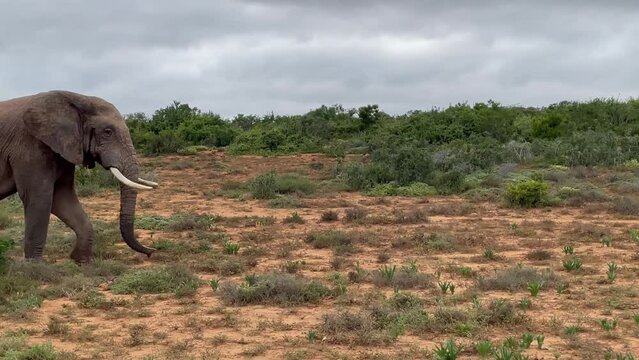 Elefant im Naturreservat Addo Elephant National Park S&uuml;dafrika