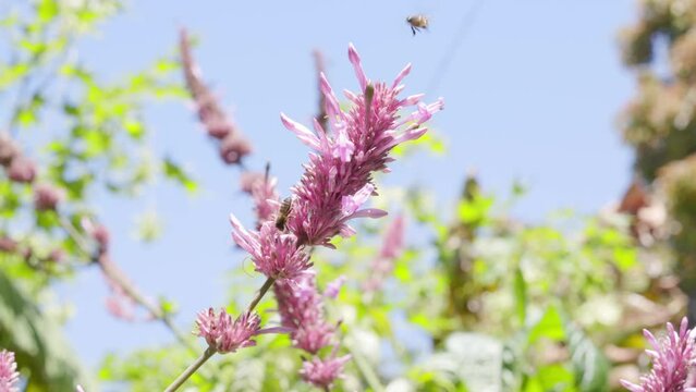 Abejas obreras