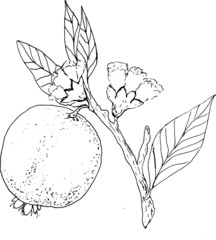 pomegranate vector - 508098232