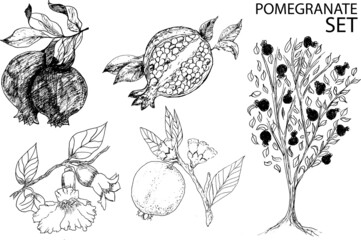 pomegranate vector - 508098234