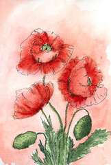 poppies drawing watercolor on background