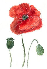 poppies drawing watercolor background isolation - 508098292