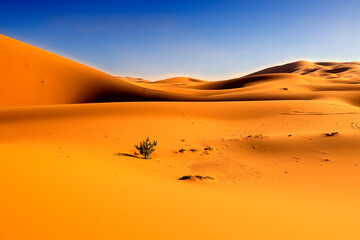 Fototapeta na wymiar Arbusto en el desierto del Sahara. Sur de Marruecos.
