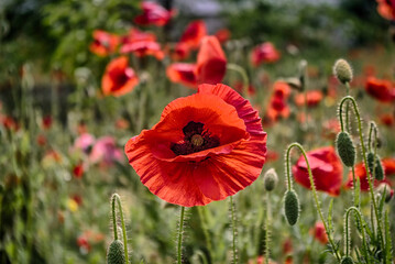 red poppy close-up on a poppy field