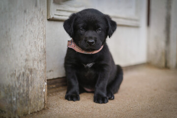 Black puppies mixed of Labrador retriever and Border collie