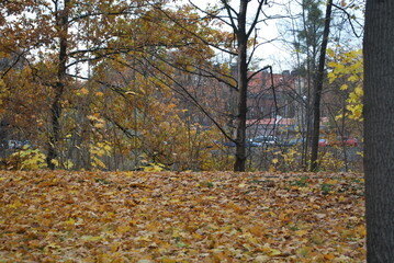 old buildings seen from behind fall trees, lots of yellow leaves